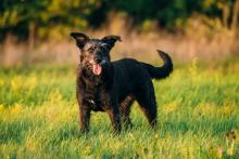 Big Dogs Face More Joint Problems if Neutered Early School of